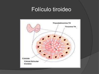 Folículo tiroideo
 