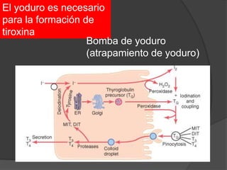 El yoduro es necesario
para la formación de
tiroxina
Bomba de yoduro
(atrapamiento de yoduro)
 