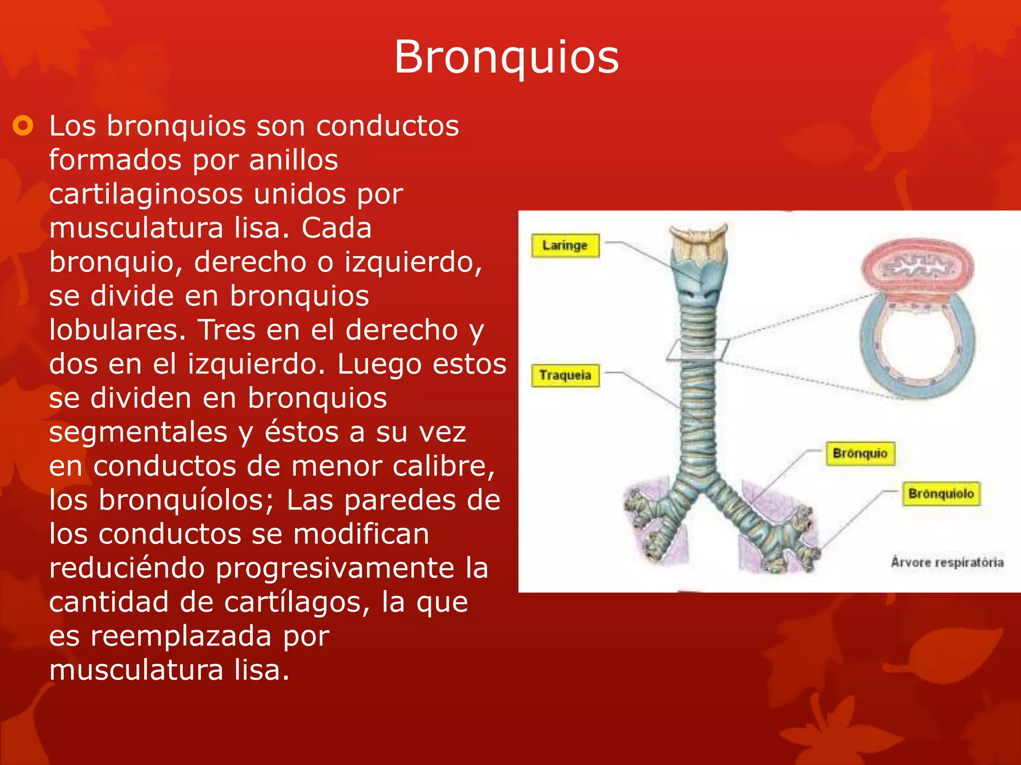 Fisiología de tráquea, bronquios y bronquiolos
