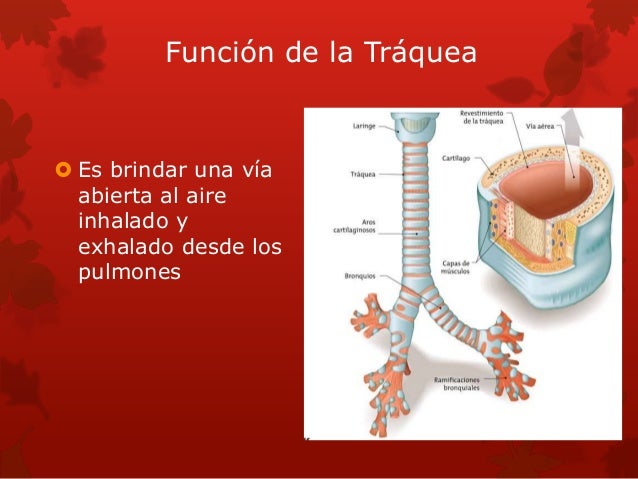 Fisiología de la tráquea, bronquios y bronquiolos