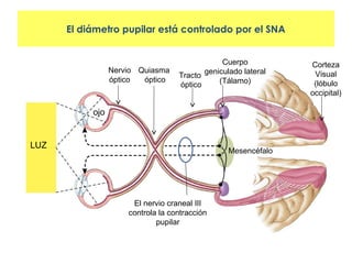 Sna Visual Fisiología de la visión | PPT