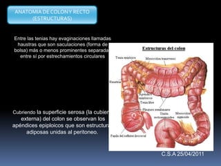 Entre las tenias hay evaginaciones llamadas
haustras que son saculaciones (forma de
bolsa) más o menos prominentes separadas
entre sí por estrechamientos circulares
Cubriendo la superficie serosa (la cubierta
externa) del colon se observan los
apéndices epiploicos que son estructuras
adiposas unidas al peritoneo.
ANATOMIA DE COLONY RECTO
(ESTRUCTURAS)
C.S.A 25/04/2011
 