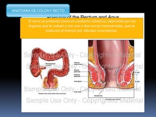 El recto se presenta como un conducto cilíndrico, deprimido por los
órganos que le rodean y con uno o dos surcos transversales, que se
traducen al interior por válvulas incompletas.
ANATOMIA DE COLONY RECTO
C.S.A 25/04/2011
 