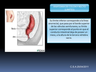 Su límite inferior corresponde a la línea
anorrectal, que pasa por el borde superior
de las válvulas semilunares; su límite
superior corresponde al punto en que el
conducto intestinal deja de poseer un
meso, a la altura de la tercera vértebra
sacra.
ANATOMIA DE COLONY RECTO
(LIMITES)
C.S.A 25/04/2011
 