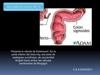 Presenta la válvula de Kohlrausch. En la
parte inferior del recto hay una serie de
repliegues curvilíneos, de concavidad
dirigida hacia arriba: las válvulas
semilunares de Morgagni
ANATOMIA DE COLONY RECTO
C.S.A 25/04/2011
 