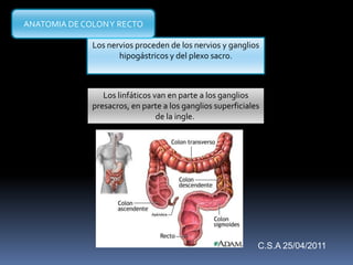 Los nervios proceden de los nervios y ganglios
hipogástricos y del plexo sacro.
Los linfáticos van en parte a los ganglios
presacros, en parte a los ganglios superficiales
de la ingle.
ANATOMIA DE COLONY RECTO
C.S.A 25/04/2011
 