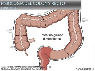 Intestino grueso
dimensiones
D.V.A 25/04/2011
FISIOLOGIADELCOLONYRECTO
CONCEPTOS
HALL. JOHN E. TRATADO DE FISIOLOGIA MEDICA. 11ª Ed.
EDITORIAL ELSEVIER SAUNDERS. Pag. 865-906
 