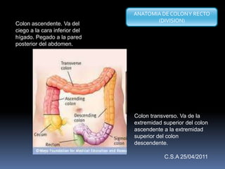 Colon ascendente. Va del
ciego a la cara inferior del
hígado. Pegado a la pared
posterior del abdomen.
Colon transverso. Va de la
extremidad superior del colon
ascendente a la extremidad
superior del colon
descendente.
ANATOMIA DE COLONY RECTO
(DIVISION)
C.S.A 25/04/2011
 
