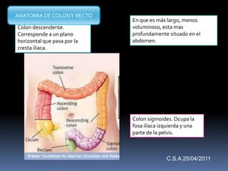 Colon descendente.
Corresponde a un plano
horizontal que pasa por la
cresta iliaca.
En que es más largo, menos
voluminoso, esta mas
profundamente situado en el
abdomen.
Colon sigmoides.Ocupa la
fosa ilíaca izquierda y una
parte de la pelvis.
ANATOMIA DE COLONY RECTO
C.S.A 25/04/2011
 