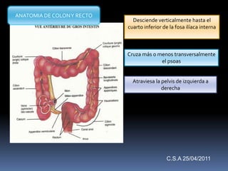 Desciende verticalmente hasta el
cuarto inferior de la fosa ilíaca interna
Cruza más o menos transversalmente
el psoas
Atraviesa la pelvis de izquierda a
derecha
ANATOMIA DE COLONY RECTO
C.S.A 25/04/2011
 