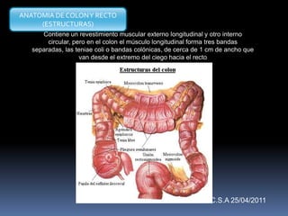 Contiene un revestimiento muscular externo longitudinal y otro interno
circular, pero en el colon el músculo longitudinal forma tres bandas
separadas, las teniae coli o bandas colónicas, de cerca de 1 cm de ancho que
van desde el extremo del ciego hacia el recto
ANATOMIA DE COLONY RECTO
(ESTRUCTURAS)
C.S.A 25/04/2011
 