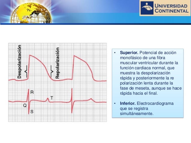 Fisiología del corazón