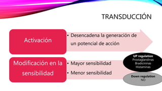 TRANSDUCCIÓN
• Desencadena la generación de
un potencial de acción
Activación
• Mayor sensibilidad
• Menor sensibilidad
Modificación en la
sensibilidad
UP regulation
Prostaglandinas
Bradicininas
Histaminas
Down regulation
NO
 