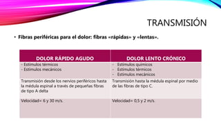 TRANSMISIÓN
• Fibras periféricas para el dolor: fibras «rápidas» y «lentas».
DOLOR RÁPIDO AGUDO DOLOR LENTO CRÓNICO
- Estímulos térmicos
- Estímulos mecánicos
- Estímulos químicos
- Estímulos térmicos
- Estímulos mecánicos
Transmisión desde los nervios periféricos hasta
la médula espinal a través de pequeñas fibras
de tipo A delta
Transmisión hasta la médula espinal por medio
de las fibras de tipo C.
Velocidad= 6 y 30 m/s. Velocidad= 0,5 y 2 m/s.
 