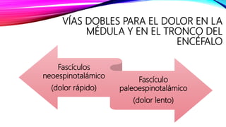 VÍAS DOBLES PARA EL DOLOR EN LA
MÉDULA Y EN EL TRONCO DEL
ENCÉFALO
Fascículos
neoespinotalámico
(dolor rápido)
Fascículo
paleoespinotalámico
(dolor lento)
 