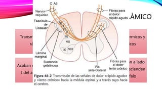 FASCÍCULO NEOESPINOTALÁMICO
Transmiten dolor
rápido
Fibras A delta
Estímulos térmicos y
mecánicos
Acaban en la lámina
I del asta dorsal
Excitan neuronas de
2º orden del FN.
Fibras cruzan a lado
opuesto y ascienden
al encéfalo
 