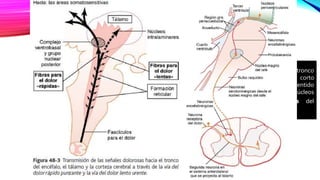 A partir de las zonas del dolor en el tronco
del encéfalo, neuronas de axón corto
transmiten las señales en sentido
ascendente hacia los núcleos
intralaminares y ventrolaterales del
y hacia el hipotálamo.
 