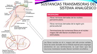 SUSTANCIAS TRANSMISORAS DEL
SISTEMA ANALGÉSICO
ENCEFALINA
- Fibras nerviosas derivadas de los núcleos
periventriculares
- Fibras nerviosas derivadas de la región gris
periacueductal
- Terminaciones de numerosas fibras en el núcleo
magno del rafe liberan encefalina al ser
estimuladas.
Las fibras nacidas en el n. magno del rafe envían señales
hacia las astas dorsales de la médula espinal para segregar
serotonina en sus terminacione, la cual hace que las
neuronas medulares locales liberen también encefalina.
 