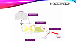 NOCICEPCIÓN
 