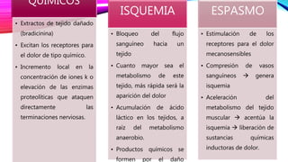QUÍMICOS
• Extractos de tejido dañado
(bradicinina)
• Excitan los receptores para
el dolor de tipo químico.
• Incremento local en la
concentración de iones k o
elevación de las enzimas
proteolíticas que ataquen
directamente las
terminaciones nerviosas.
ISQUEMIA
• Bloqueo del flujo
sanguíneo hacia un
tejido
• Cuanto mayor sea el
metabolismo de este
tejido, más rápida será la
aparición del dolor
• Acumulación de ácido
láctico en los tejidos, a
raíz del metabolismo
anaerobio.
• Productos químicos se
formen por el daño
ESPASMO
• Estimulación de los
receptores para el dolor
mecanosensibles
• Compresión de vasos
sanguíneos  genera
isquemia
• Aceleración del
metabolismo del tejido
muscular  acentúa la
isquemia  liberación de
sustancias químicas
inductoras de dolor.
 