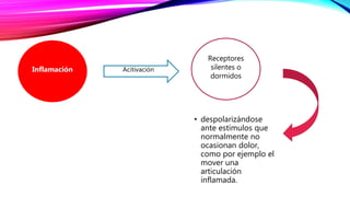 • despolarizándose
ante estímulos que
normalmente no
ocasionan dolor,
como por ejemplo el
mover una
articulación
inflamada.
Receptores
silentes o
dormidos
AcitivaciónInflamación
 