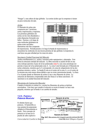 “bisagra” y una cabeza de tipo globular. Los amino ácidos que la componen si tienen
un peso molecular elevado.

Actina
El filamento de actina esta
compuesto por 3 proteínas,
actina, tropomiosina y troponina.
Las proteínas globulares de
actina son las más abundantes y
están dispuestas formando una
hélice. Encima y a lo largo de
estas moléculas globulares de
actina existe una hélice
filamentosa más fina compuesta
de tropomiosina. Periódicamente a lo largo la banda de tropomiosina se
encuentran las moléculas de una tercera proteína de tipo globular; la troponina la
cual tiene una gran afinidad por los iones de calcio.

Sarcómero Unidad Funcional del Músculo
Ambos miofilamentos (i.e., actina y miosina) están superpuestos y alternados. Esto
forma la estructura estriada del músculo. La fibra muscular se puede dividir en una
zona isótropa (permite el paso de la luz polarizada) zona I y una zona anisótropa (no
permite el paso de la luz polarizada) zona A. La zona I esta formada por el filamento de
actina solamente, mientras que la A corresponde a la zona de solapamiento de las dos
proteínas miosina y actina. La banda H esta en el centro de la zona A y es el centro de
la miosina una zona menos densa debido a que no existe meromiosina pesada. La línea
Z es el punto donde un filamento de actina se une a otro filamento de actina. La
estructura de filamentos comprendida entre dos líneas Z se llama sarcómero. El
sarcómero es la unidad funcional del músculo.

Mecanismo de Contracción Muscular
Cuando el músculo se contrae (i.e., acorta) los filamentos de actina se deslizan
acercándose. Esto hace que cuando el músculo se acorte la banda I se hace más
pequeña, mientras que la banda A no cambia de tamaño.


1.2.5.- Fuerza y
Potencia Muscular

Es distinto fuerza que
potencia. El harterófilo es
muy potente (levantamiento
olímpico) el fisioculturista es
fuerte. Este concepto de
potencia es la base de la
prueba de salto explosivo
Universidad de Castilla la Mancha                                   Comité Olímpico Español
 