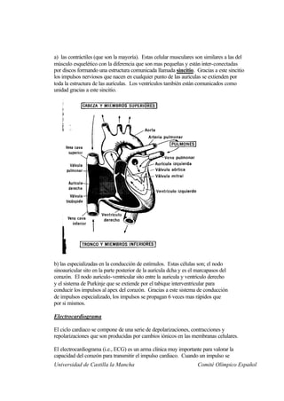 a) las contráctiles (que son la mayoría). Estas celular musculares son similares a las del
músculo esquelético con la diferencia que son mas pequeñas y están inter-conectadas
por discos formando una estructura comunicada llamada sincitio. Gracias a este sincitio
los impulsos nerviosos que nacen en cualquier punto de las aurículas se extienden por
toda la estructura de las aurículas. Los ventrículos también están comunicados como
unidad gracias a este sincitio.




b) las especializadas en la conducción de estímulos. Estas células son; el nodo
sinoauricular sito en la parte posterior de la aurícula dcha y es el marcapasos del
corazón. El nodo auriculo-ventricular sito entre la auricula y ventrículo derecho
y el sistema de Purkinje que se extiende por el tabique interventricular para
conducir los impulsos al apex del corazón. Gracias a este sistema de conducción
de impulsos especializado, los impulsos se propagan 6 veces mas rápidos que
por si mismos.

Electrocardiograma

El ciclo cardiaco se compone de una serie de depolarizaciones, contracciones y
repolarizaciones que son producidas por cambios iónicos en las membranas celulares.

El electrocardiograma (i.e., ECG) es un arma clínica muy importante para valorar la
capacidad del corazón para transmitir el impulso cardiaco. Cuando un impulso se
Universidad de Castilla la Mancha                                   Comité Olímpico Español
 