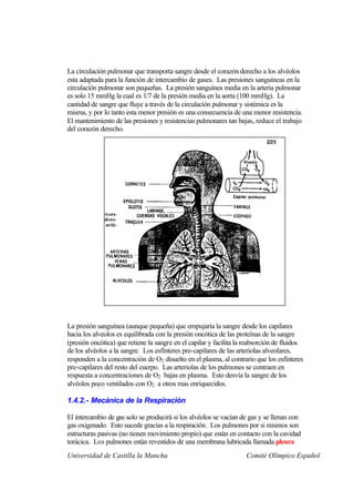 La circulación pulmonar que transporta sangre desde el corazón derecho a los alvéolos
esta adaptada para la función de intercambio de gases. Las presiones sanguíneas en la
circulación pulmonar son pequeñas. La presión sanguínea media en la arteria pulmonar
es solo 15 mmHg la cual es 1/7 de la presión media en la aorta (100 mmHg). La
cantidad de sangre que fluye a través de la circulación pulmonar y sistémica es la
misma, y por lo tanto esta menor presión es una consecuencia de una menor resistencia.
El mantenimiento de las presiones y resistencias pulmonares tan bajas, reduce el trabajo
del corazón derecho.




La presión sanguínea (aunque pequeña) que empujaría la sangre desde los capilares
hacia los alveolos es equilibrada con la presión oncótica de las proteínas de la sangre
(presión oncótica) que retiene la sangre en el capilar y facilita la reabsorción de fluidos
de los alvéolos a la sangre. Los esfínteres pre-capilares de las arteriolas alveolares,
responden a la concentración de O2 disuelto en el plasma, al contrario que los esfínteres
pre-capilares del resto del cuerpo. Las arteriolas de los pulmones se contraen en
respuesta a concentraciones de O2 bajas en plasma. Esto desvía la sangre de los
alvéolos poco ventilados con O2 a otros mas enriquecidos.

1.4.2.- Mecánica de la Respiración

El intercambio de gas solo se producirá si los alvéolos se vacían de gas y se llenan con
gas oxigenado. Esto sucede gracias a la respiración. Los pulmones por si mismos son
estructuras pasivas (no tienen movimiento propio) que están en contacto con la cavidad
torácica. Los pulmones están revestidos de una membrana lubricada llamada pleura
Universidad de Castilla la Mancha                                    Comité Olímpico Español
 