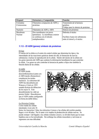 Organel             Estructura y Composición                 Función
Cromatina           Filamentos compuestos de ADN y           Transmisión de la herencia
Cromosomas          proteínas                                genética.
                                                             Código para la síntesis de proteínas
Nucleolo            Filamentos de ADN y ARN                  Síntesis de proteínas
Membrana            Dos membranas con poros                  Delimita el núcleo
Nuclear             (proteínas). La membrana exterior
                    se continua con el retículo              Facilitar el paso de substancias
                    endoplasmático                           entre el citosol y el núcleo


  1.1.5.- El ADN (genes) síntesis de proteínas

  El Gen
  El núcleo de la célula es el centro de control celular que determina los tipos y las
  intensidades de las reacciones químicas dentro de ella, la formación de nuevas
  substancias e incluso la reproducción de la célula. Dentro del núcleo de la célula son
  los genes (porción del ADN que contiene la información hereditaria) los que controlan
  la célula. Los genes no solo controlan la herencia de padres a hijos sino también la
  función diaria de las células.

  El ADN
  El ADN (ácido
  desoxirribonucleico) junto con
  el ARN (ácido ribonucleico)
  constituyen los ácidos
  nucleicos. La estructura del
  ADN fue descubierta por
  Watson y Crick en 1953
  usando técnicas de difraccion
  de los rayos X. Este
  descubrimiento les valió un
  premio Nobel. Descubrieron
  que el ADN estaba configurado
  en forma de doble hélice.

  La División Celular
  Como media las células
  intestinales viven solo 36
  horas, los leucocitos 2 días, las eritrocitos 4 meses y las células del cerebro pueden
  llegar a vivir 60 años. Por lo tanto vivir implica la producción de células nuevas. Se
  puede extirpar ¾ del hígado y las células restantes crecen y se dividen hasta que la masa
  hepática case se ha normalizado. Sin embargo las células musculares y nerviosas se
  regeneran con mas dificultad.


  Universidad de Castilla la Mancha                                   Comité Olímpico Español
 