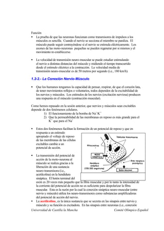Función
• La prueba de que las neuronas funcionan como transmisores de impulsos a los
   músculos es sencilla. Cuando el nervio se secciona el miembro se paraliza. El
   músculo puede seguir contrayéndose si el nervio se estimula eléctricamente. Los
   axones de las moto-neuronas pequeñas se pueden regenerar por si mismos y el
   movimiento re-establecerse.

•   La velocidad de transmisión neuro-muscular se puede estudiar estimulando
    el nervio a distintas distancias del músculo y midiendo el tiempo transcurrido
    desde el estimulo eléctrico a la contracción. La velocidad media de
    transmisión neuro-muscular es de 50 metros por segundo (i.e., 180 km/h).

1.2-2.- La Conexión Nervio-Músculo

•   Que los humanos tengamos la capacidad de pensar, respirar, de que el corazón lata,
    de tener movimientos reflejos o voluntarios, todos dependen de la excitabilidad de
    los nervios y músculos. Los estímulos de los nervios (excitación nerviosa) producen
    una respuesta en el músculo (contracción muscular).

Como hemos repasado en la sesión anterior, que nervios y músculos sean excitables
depende de dos fenómenos celulares.
         1) El funcionamiento de la bomba de Na+/K +
         2) Que la permeabilidad de las membranas en reposo es más grande para el
             K+ que para el Na+

•   Estos dos fenómenos facilitan la formación de un potencial de reposo y que en
    respuesta a un estimulo
    apropiado el voltaje de reposo
    de las membranas de las células
    excitables cambie a un
    potencial de acción.

•  La transmisión del potencial de
   acción de la moto-neurona al
   músculo se realiza gracias a la
   liberación de una sustancia
   neuro-transmisora (i.e.,
   acetilcolina) en la hendidura
   sináptica. El botón terminal del
   axón es 20 veces más pequeño que la fibra muscular y por lo tanto la intensidad de
   la corriente del potencial de acción no es suficiente para despolarizar la fibra
   muscular. Esta es la razón por la cual la conexión sináptica neuro-muscular (entre
   nervio y músculo) utiliza los neuro-transmisores como substancias amplificadoras
   del potencial de acción del nervio.
• La acetilcolina, es la única sustancia que se secreta en las sinapsis entre nervio y
   músculo y su función es excitadora. En las sinapsis entre neuronas (i.e., conexión
Universidad de Castilla la Mancha                                   Comité Olímpico Español
 