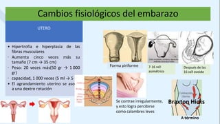UTERO
• Hipertrofia e hiperplasia de las
fibras musculares
∙ Aumenta cinco veces más su
tamaño (7 cm → 35 cm)
∙ Peso: 20 veces más(50 gr → 1 000
gr)
∙ capacidad, 1 000 veces (5 ml → 5 L).
• El agrandamiento uterino se asocia
a una dextro rotación
Forma piriforme 7-16 ss🡪
asimétrico
Después de las
16 ss🡪 ovoide
Se contrae irregularmente,
y esto logra percibirse
como calambres leves
Braxton Hicks
A término
Cambios fisiológicos del embarazo
 