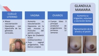 CUELLO
UTERINO
• Mayor
vascularización
- Hiperplasia con
hipertrofia de las
glándulas
cervicales.
VAGINA
- Aumenta su
vascularización
- Hiperemia en la
piel, mucosa y
músculos del
periné y vulva.
• Signo de Chadwick
🡪color
violeta/cianótica
• Flujo vaginal
progestativo, más
blanco y espeso
OVARIOS
• Cuerpo lúteo 🡪
principal
productor de
progesterona las
primeras 12
semanas
GLANDULA
MAMARIA
Aumenta su
irrigación, volumen
y secreción láctea
Pigmentación de la
areola y el pezón
 
