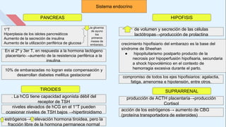 Sistema endocrino
1°T
Hiperplasia de los islotes pancreáticos
Aumento de la secreción de insulina
Aumento de la utilización periférica de glucosa crecimiento hipofisiario del embarazo es la base del
síndrome de Sheehan
● hipopituitarismo postparto producto de la
necrosis por hipoperfusión hipofisaria, secundaria
a shock hipovolémico en el contexto de
hemorragia excesiva durante el parto.
10% de embarazadas no logran esta compensación y
desarrollan diabetes mellitus gestacional
de volumen y secreción de las células
lactótropas→producción de prolactina
En el 2º y 3er T, en respuesta a la hormona lactógeno
placentario→aumento de la resistencia periférica a la
insulina.
la glicemia
de ayuno
los
primeros
meses de
embarazo.
PANCREAS HIPOFISIS
compromiso de todos los ejes hipofisiarios: agalactia,
fatiga, amenorrea e hipotensión, entre otros.
TIROIDES SUPRARRENAL
. La hCG tiene capacidad agonista débil del
receptor de TSH
estrógenos→ elevación hormona tiroidea, pero la
fracción libre de la hormona permanece normal
niveles elevados de hCG en el 1°T pueden
ocasionar niveles de TSH bajos →hipertiroidismo
producción de ACTH placentaria→producción
Cortisol
acción de los estrógenos→ aumento de CBG
(proteína transportadora de esteroides)
 