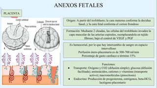 ANEXOS FETALES
PLACENTA
Origen: A partir del trofoblasto; la cara materna conforma la decidua
basal, y la cara fetal conforma el corion frondoso
Formación: Mediante 2 oleadas, las células del trofoblasto invaden la
capa muscular de las arterias espirales, reemplazandola en tejido
fibroso; bajo el control de VEGF y PGF
Funciones:
● Transporte: Oxígeno y CO2 (difusión simple); glucosa (difusión
facilitada); aminoácidos, cationes y vitaminas (transporte
activo); macromoléculas (pinocitosis)
● Endocrino: Producción de progesterona, estrógenos, beta-HCG,
lactógeno placentario
Es hemocorial, por lo que hay intercambio de sangre en espacio
intervelloso
Perfusión útero-placentaria es de 500-700 ml/min
Porcentaje de gasto cardíaco a término 15%
 