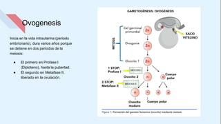 Ovogenesis
Inicia en la vida intrauterina (periodo
embrionario), dura varios años porque
se detiene en dos periodos de la
meiosis:
● El primero en Profase I
(Diploteno), hasta la pubertad.
● El segundo en Metafase II,
liberado en la ovulación.
 