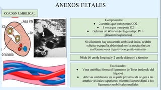 ANEXOS FETALES
CORDÓN UMBILICAL
Componentes:
● 2 arterias que transportan CO2
● 1 vena que transporta O2
● Gelatina de Wharton (colágeno tipo IV +
glicosaminoglucanos)
En el adulto:
● Vena umbilical forma el ligamento de Teres (redondo del
hígado)
● Arterias umbilicales en su parte proximal da origen a las
arterias vesicales superiores; mientras la parte distal a los
ligamentos umbilicales mediales
Mide 50 cm de longitud y 2 cm de diámetro a término
Si solamente hay una arteria umbilical única, se debe
solicitar ecografía abdominal por la asociación con
malformaciones digestivos o genito-urinarias
 