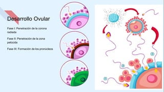 Desarrollo Ovular
Fase I: Penetración de la corona
radiada
Fase II: Penetración de la zona
pelúcida
Fase III: Formación de los pronúcleos
 