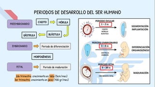 PERIODOS DE DESARROLLO DEL SER HUMANO
PREEMBRIONARIO
EMBRIONARIO
FETAL
Periodo de diferenciación
Periodo de maduración
CIGOTO MÓRULA
BLÁSTULA
GÁSTRULA
MORFOGÉNESIS
2do trimestre: crecimiento en talla (5cm/mes)
3er trimestre: crecimiento en peso (700 gr/mes)
 