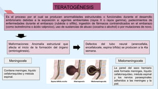 TERATOGÉNESIS
Es el proceso por el cual se producen anormalidades estructurales o funcionales durante el desarrollo
embrionario debidas a la exposición a: agentes ambientales (rayos X o rayos gamma), padecimientos de
enfermedades durante el embarazo (rubéola o sífilis), ingestión de fármacos contraindicados en el embarazo
(como isotretinoína o ácido valproíco), uso de sustancias de abuso (cocaína o alcohol) o por mutaciones de novo.
Maformaciones: Anomalía estructural que
afecta el inicio de la formación del órgano
(embriogénesis).
Defectos del tubo neural (anencefalia,
encefalocele, espina bífida) se producen a la 4ta
semana.
Meningocele Mielomeningocele
Contiene meninges, líquido
cefalorraquídeo y médula
espinal.
La pared del saco herniario
está formada meninges, líquido
cefalorraquídeo, médula espinal
y los nervios paraespinales
adheridos a las meninges y la
piel.
 