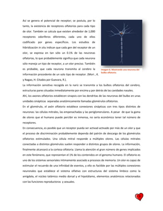 9
Así se genera el potencial de receptor; se postula, por lo
tanto, la existencia de receptores olfatorios para cada tipo
de olor. También se calcula que existen alrededor de 1,000
receptores odoríferos diferentes, cada uno de ellos
codificado por genes específicos. Los estudios de
hibridización in situ indican que cada gen del receptor de un
olor, se expresa en tan sólo un 0.1% de las neuronas
olfatorias, lo que probablemente significa que cada neurona
sólo maneja un tipo de receptor, a un olor preciso. También
es probable, que cada neurona transmita al cerebro la
información procedente de un solo tipo de receptor. (Mori , K.
y Nagao, H. Citados por Guevara, R.).
La información sensitiva recogida en la nariz se transmite a los bulbos olfatorios del cerebro,
estructuras pares situadas inmediatamente por encima y por detrás de las cavidades nasales.
Ahí, los axones olfatorios establecen sinapsis con las dendritas de las neuronas del bulbo en unas
unidades sinápticas separadas anatómicamente llamadas glomérulos olfatorios.
En el glomérulo, el axón olfatorio establece conexiones sinápticas con tres tipos distintos de
neuronas: las células mitrales, las empenachadas y las periglomerulares. A pesar de que la gama
de olores que el humano puede percibir es inmensa, no sería económico tener tal número de
receptores.
En consecuencia, es posible que un receptor pueda ser activad activado por más de un olor y que
el proceso de discriminación probablemente dependa del patrón de descarga de los glomérulos
olfatorios estimulados. Una célula mitral responde a múltiples olores. Las células mitrales
conectadas a distintos glomérulos suelen responder a distintos grupos de olores. La información,
finalmente alcanzará a la corteza olfatoria. Llama la atención el gran número de genes implicados
en este fenómeno, que representan el 1% de los contenidos en el genoma humano. El olfatorio es
uno de los sistemas sensoriales íntimamente asociado a procesos de memoria. Un olor es capaz de
estimular el recuerdo de una infinidad de eventos, y ello es factible por las múltiples conexiones
neuronales que establece el sistema olfativo con estructuras del sistema límbico como la
amígdala, el núcleo talámico medio dorsal y el hipotálamo, elementos anatómicos relacionados
con las funciones reproductoras y sexuales.
Imagen 6. Mostrando una neurona del
bulbo olfatorio.
 