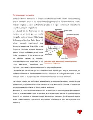 11
Feromonas en humanos
Como ya habíamos mencionado se conocen vías olfatorias separadas para los olores normales y
para las feromonas. La vía de los olores normales es proyectada en el sistema nervioso, sistema
límbico y amígdala. La vía de las feromonas proyecta en el órgano vomeronasal, bulbo olfatorio
secundario, amígdala e hipotálamo.
La actividad de las feromonas en los
humanos es un tema que por mucho
tiempo fue controvertido, en 1986 el grupo
de la doctora Winnifred Cutler diseña el
primer protocolo experimental para
demostrar la existencia de actividad en las
feromonas humanas. Mujeres expuestas
durante tiempos prolongados, a uno o más
de los componentes de las secreciones de
las glándulas axilares de hombres,
produjeron alteraciones importantes en sus
ciclos menstruales, haciéndolos más
regulares y reduciendo la proporción de ciclos de longitudes aberrantes.
Después de seis semanas de aplicarse las feromonas en la loción para después de afeitarse, los
hombres informaron un incremento en la conducta sociosexual de las mujeres hacia ellos. El amor
entra por el olor. Es muy posible que la atracción hombre-mujer pueda ser feromonal.
Hay muchos estudios que confirman la actividad de las feromonas en la conducta humana. Uno de
los casos más estudiados y explicados actualmente es el de la sincronización con el ciclo menstrual
de las mujeres esto parece ser es producto de las feromonas.
Así pues la en cuanto al efecto que tienen tales feromonas en los hombres jóvenes y adolescentes
provocan un estado de excitación inconsciente, esto es ocasionado por que los quimioreceptores
provocan una secreción de hormonas como la dopamina y la serotonina; que acarrean un impacto
en los sistemas nervioso y circulatorio, más adelante hablaremos un poco más acerca de estas
hormonas.
Diagrama 9. Donde se esquematiza cómo interactúan las
feromonas en el organismo.
 