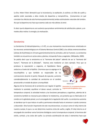 15
La Dra. Helen Fisher demostró que la inconstancia, la exaltación, la euforia y la falta de sueño y
apetito están asociadas a altos niveles de dopamina y norepinefrina, (revisaremos en qué
consisten los efectos de esta hormona posteriormente) ambos estimulantes naturales del cerebro.
Así que la dopamina nos hace que seamos cada vez más adictos al amor.
Es decir que la dopamina es una sustancia que produce sentimientos de satisfacción y placer, y en
niveles altos motiva la energía y la motivación.
Serotonina
La Serotonina (5-hidroxitriptamina, o 5-HT), es una monoamina neurotransmisora sintetizada en
las neuronas serotoninérgicas en el Sistema Nervioso Central (SNC) y las células enterocromafines
(células de Kulchitsky) en el tracto gastrointestinal de los animales y del ser humano. La serotonina
también se encuentra en varias setas y plantas, incluyendo frutas y vegetales. (Wikipedia, 2009).
Se podría decir que la serotonina es la "hormona del placer" además de ser la "hormona del
humor", “hormona de la felicidad”, Veamos esto mediante un claro ejemplo. Para que se
produzca la eyaculación u orgasmo, el hipotálamo libera
oxitocina a través de la hipófisis (hormona que se segrega en la
neurohipófisis y que también es responsable de las
contracciones durante el parto). Después de eyacular, aumenta
considerablemente la cantidad de serotonina en el cerebro
provocando un estado de placer y tranquilidad.
Algunas de las funciones de la serotonina son regular el apetito
mediante la saciedad, equilibrar el deseo sexual, controlar la
temperatura corporal, la actividad motora y las funciones perceptivas y cognitivas, además de la
serotonina también es necesaria para elaborar la melatonina, una proteína que es fabricada en el
cerebro en la glándula pineal, y es la encargada de la regulación del sueño. La serotonina aumenta
al atardecer por lo que induce al sueño y permanece elevada hasta el amanecer cuando comienza
a descender. Otra función importante de este neurotransmisor, es actuar como el reloj interno de
nuestro cuerpo, lo que a su vez determina nuestros ciclos de sueño y vigilia. El reloj interno es el
encargado de coordinar varias funciones biológicas como la temperatura corporal, la hormona del
estrés, cortisol, y los ciclos del sueño. La correcta coordinación de estos 3 elementos hace que
Ilustración 11. La serotonina favorece
la generación de glóbulos rojos.
 
