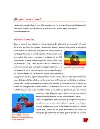 21
¿De quién enamorarse?
Hasta aquí hemos abordado el tema del enamoramiento y se precisa enfatizar que biológicamente
hay explicaciones del porque enamorarse de determinada persona y esto sin trasgredir
preferencias sexuales.
Preferencias sexuales
Desde el punto de vista biológico la preferencia sexual ¿De quién sentirse enamorador? Depende
de factores genéticos, hormonales y anatómicos. Algunos autores sugieren que la orientación
sexual puede ser transmitida genéticamente, dado estudios en
humanos en las cuales se encontró que las familias homosexuales
presentaban los mismos marcadores genéticos en un 64%
localizados en la región q del cromosoma X (Hamer, 1993, citado
por Hernández 2002). Estos resultados hacen suponer que la
preferencia sexual quizá esta determinada genéticamente y al
menos parte de ella se transmiten preferentemente por la madre.
En cuanto al efecto que las hormonas juegan en la preferencia
sexual, se han realizado experimentos con ratas machos cuando estos son neonatos son castradas
y cuando llegan a la fase adulta presentan una menor preferencia por una hembra receptiva, en
comparación con los animales intactos; resultados similares se observan cuando se inhiben los
niveles de andrógenos en la vida prenatal. Las hembras tratadas en su vida prenatal con
testosterona, por otra parte, muestran cuando son adultas una preferencia por las hembras
receptivas en lugar de por los machos. Lo anterior demuestra que las
manipulaciones hormonales influyen en la preferencia sexual.
Otros estudios también han encontrado que la preferencia sexual
también tiene un componente anatómico importante. En la parte
basal del hipotálamo anterior se localiza el área preóptica medial
(APOm) que, además de ser parte fundamental del sistema se
encarga del procesamiento de claves químico-sensoriales sexuales
Ilustración 17.1. En la que se
observa el APOm. Es la parte
intermedia por donde podemos ver
el corte longitudinal.
Imagen 17. La preferencia sexual
tiene un componente hormonal.
 