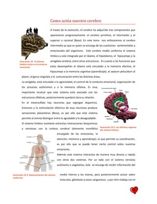 24
Como actúa nuestro cerebro
A través de la evolución, el cerebro ha adquirido tres componentes que
aparecieron progresivamente: el cerebro primitivo, el intermedio y el
superior o racional (Boza). En este tema nos enfocaremos al cerebro
intermedio ya que es quien se encarga de las cuestiones sentimentales y
emocionales del organismo. Este cerebro medio conforma el sistema
límbico y está integrado por el tálamo, el hipotálamo, el hipocampo y la
amígdala cerebral, entre otras estructuras. En cuanto a las funciones que
estos desempeñan el tálamo está vinculado a la memoria afectiva, el
hipocampo a la memoria cognitiva (aprendizaje), el septum pelucidum al
placer, el gyrus cingulata a la comunicación entre las distintas áreas.
La amígdala, está vinculada a la agresividad, el control de la conducta emocional, organización de
los procesos autónomos y a la memoria olfativa. Es muy
importante recalcar que este sistema está asociado con las
estructuras olfativas, posteriormente quedará clara su relación.
En el mesencéfalo hay neuronas que segregan dopamina.
Entonces y la estimulación eléctrica de esas neuronas produce
sensaciones placenteras (Boza), es por ello que este sistema
permite al animal distinguir entre lo agradable y lo desagradable.
El sistema límbico mantiene estrechas interacciones bioquímicas
y nerviosas con la corteza cerebral (elemento encefálico
encargado de las emociones, la
atención, memoria y aprendizaje), lo que permite su coordinación,
es por ello que se puede tener cierto control sobre nuestras
emociones.
Además este sistema interactúa de manera muy directa y rápida
con otros dos sistemas. Por un lado con el sistema nervioso
autónomo o vegetativo, éste se encarga de recibir información del
medio interno y las viseras, para posteriormente actuar sobre
músculos, glándulas y vasos sanguíneos; y por otro trabaja con el
Ilustración 19.2. Las distintas regiones
del sistema limbico.
Ilustración 19. El sistema
límbico actúa en la conducta
emocional.
Ilustración 19.3. Representación del sistema
endocrino.
 