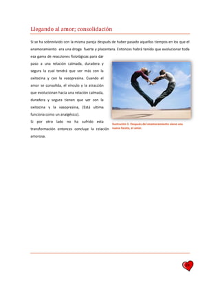 28
Llegando al amor; consolidación
Si se ha sobrevivido con la misma pareja después de haber pasado aquellos tiempos en los que el
enamoramiento era una droga fuerte y placentera. Entonces habrá tenido que evolucionar toda
esa gama de reacciones fisiológicas para dar
paso a una relación calmada, duradera y
segura la cual tendrá que ver más con la
oxitocina y con la vasopresina. Cuando el
amor se consolida, el vínculo y la atracción
que evolucionan hacia una relación calmada,
duradera y segura tienen que ver con la
oxitocina y la vasopresina, (Está ultima
funciona como un analgésico).
Si por otro lado no ha sufrido esta
transformación entonces concluye la relación
amorosa.
Ilustración 5. Después del enamoramiento viene una
nueva faceta, el amor.
 