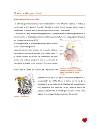 8
El amor entra por el olor
Sistemas quimiosensoriales
Los estímulos quimiosensoriales pueden ser detectados por tres diferentes sistemas: el olfativo, el
vomeronasal y el trigeminal, (también llamado el quinto nervio craneal, quinto nervio o
simplemente V. Algunos autores solo distinguen dos el olfativo y el veronasal).
La activación de uno y otro sistema depende de la calidad del estímulo olfatorio; por ejemplo, el
olor a la vainilla es detectado por el sistema olfativo, pero una feromona sólo puede ser detectada
por el órgano vomeronasal (OVN).
El ácido propiónico, lo mismo que el mentol, es un irritante
y activa al sistema trigeminal.
Estos sistemas se hallan ubicados en el epitelio olfatorio,
que se localiza en la parte posterior de la cavidad nasal. En
el sistema olfativo, el proceso de transducción se inicia
cuando una partícula olorosa se une a un receptor de
membrana, acoplada a una proteína G heterotrimérica.
(Buck L, Axel R, Citados por Guevara, R). Algunas de estas
proteínas actúan por la vía de la adenilciclasa, aumentando la
concentración del AMPc. Otras, lo hacen por la vía de la
fosfolipasa C y los productos de hidrólisis del fosfatidilinositol
(IP3). Muchas de ellas, abren los canales catiónicos, con lo que
producen una corriente de entrada para los iones sodio y calcio,
seguida de la consiguiente despolarización del receptor.
Ilustración 4. Mostrando el epitelio
olfatorio, en color azul. Así como el
órgano vomeronasal de un color
morado.
Esquema 5. El trigéminal.
 