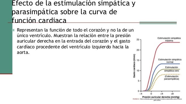 Resultado de imagen para Efecto de la estimulación simpática sobre el gasto cardÃaco.