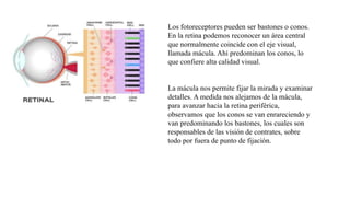Los fotoreceptores pueden ser bastones o conos.
En la retina podemos reconocer un área central
que normalmente coincide con el eje visual,
llamada mácula. Ahí predominan los conos, lo
que confiere alta calidad visual.
La mácula nos permite fijar la mirada y examinar
detalles. A medida nos alejamos de la mácula,
para avanzar hacia la retina periférica,
observamos que los conos se van enrareciendo y
van predominando los bastones, los cuales son
responsables de las visión de contrates, sobre
todo por fuera de punto de fijación.
 