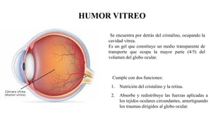 Cumple con dos funciones:
1. Nutrición del cristalino y la retina.
2. Absorbe y redistribuye las fuerzas aplicadas a
los tejidos oculares circundantes, amortiguando
los traumas dirigidos al globo ocular.
HUMOR VITREO
Se encuentra por detrás del cristalino, ocupando la
cavidad vítrea.
Es un gel que constituye un medio transparente de
transporte que ocupa la mayor parte (4/5) del
volumen del globo ocular.
 