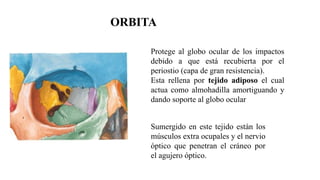 Protege al globo ocular de los impactos
debido a que está recubierta por el
periostio (capa de gran resistencia).
Esta rellena por tejido adiposo el cual
actua como almohadilla amortiguando y
dando soporte al globo ocular
Sumergido en este tejido están los
músculos extra ocupales y el nervio
óptico que penetran el cráneo por
el agujero óptico.
ORBITA
 